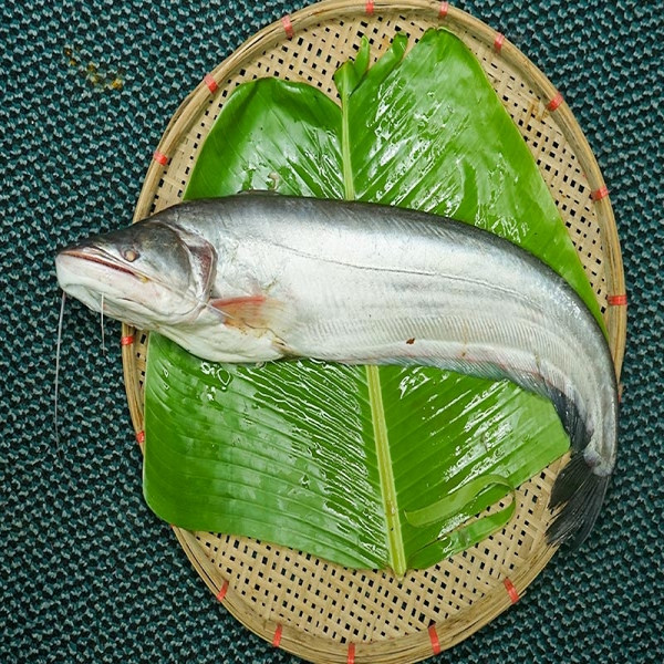 Deshi Boal Fish (দেশী বোয়াল মাছ)